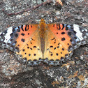 Indian Fritillary - female
