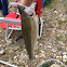 Rainbow Trout