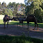 Camels
