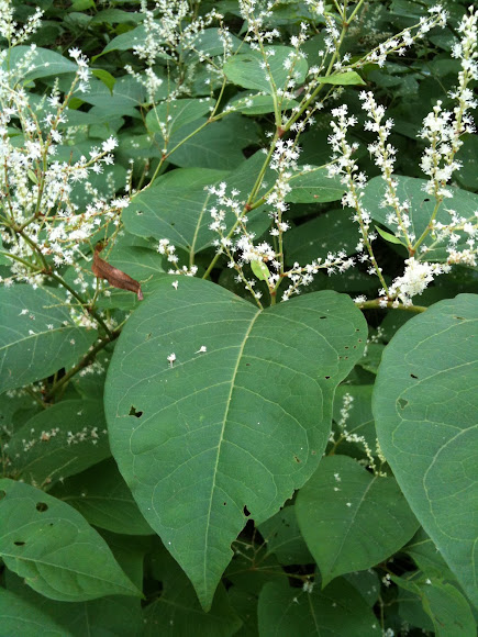 Spotting Image 1
