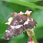 Beet Webworm Moth