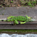 Iguana