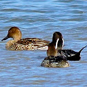 Northern Pintail Ducks