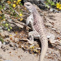 Desert Iguana