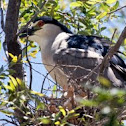 Black-crowned Night Heron