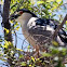 Black-crowned Night Heron