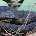 Cottonmouth