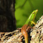 Emerald Tree Skink