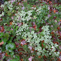 Goat Weed or Bishop's Weed