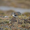 Northern Wheatear