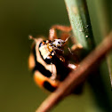 ladybug