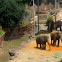 Elephants 