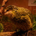 Kākāpō