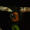 Grey-headed Flying Fox