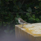 Cape Wagtail