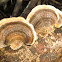 Trametes versicolor