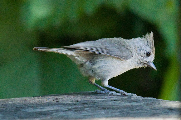Spotting Image 1