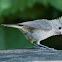 Oak Titmouse
