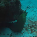 Green moray eel