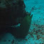 Green moray eel