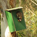 Common Ringtail Possum