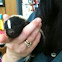 Striped Skunk