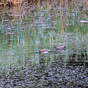 Gadwall