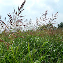 Johnsongrass