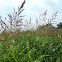 Johnsongrass