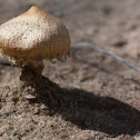 unknown mushroom
