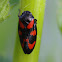 Bloedcicade (Cercopis vulnerata)