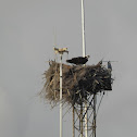 Osprey