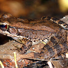 Wood Frog