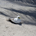 Masked Booby