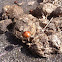 Redlead Roundhead