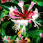 Honeysuckle