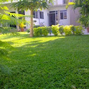 Grass