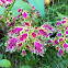 Coleus