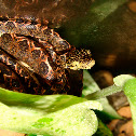 Amazon Tree Boa