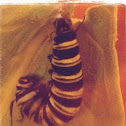 Caterpillar