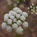 Spotted Water Hemlock