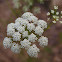 Spotted Water Hemlock
