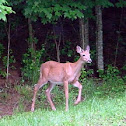 White Tailed Deer
