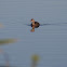 Little Grebe