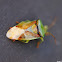 Shieldbug