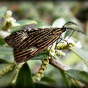 Moth
