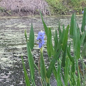 Pickerel Weed