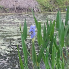 Pickerel Weed