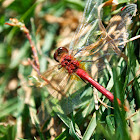 Cherry-faced Meadowhawk