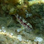 Salmonete de roca